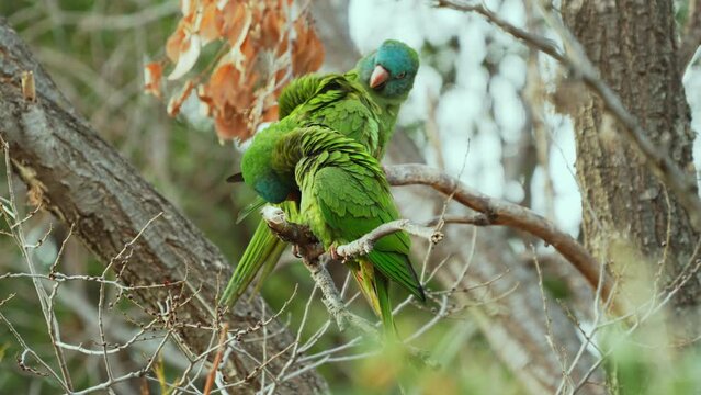 A group of Blue-crowned Parakeets ( Thectocercus acuticaudatus) perching on a branch while grooming, natural habitat. Northern Argentina. Slow Motion video.