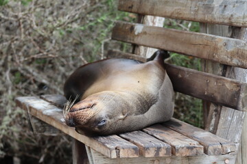 sea lion on a bench