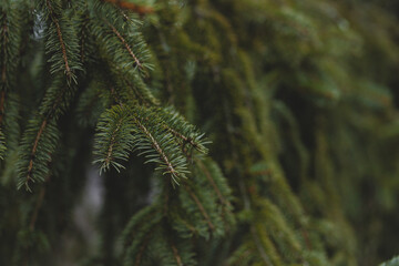 Pine Close Up