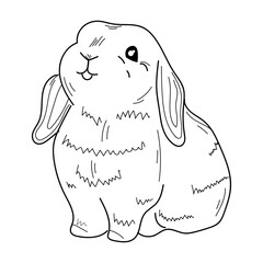 Cute bunny on white background