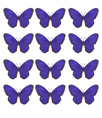 Set of tropical blue morpho butterflies for print