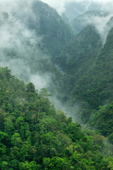 Fototapeta na wymiar Montañas selváticas y misteriosas de la selva de Chiapas.