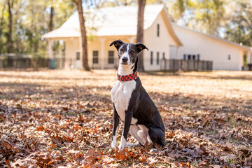 Black and white whippet dog outside in fall leaves. 