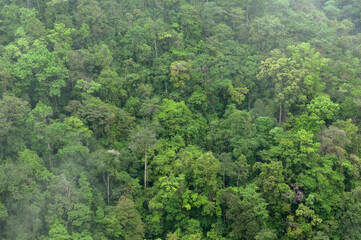 Fototapeta na wymiar Vista aérea de la selva de Chiapas y su selva tropical lluviosa