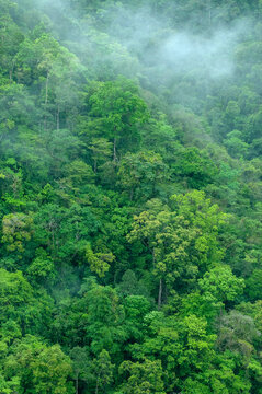 Vista a&eacute;rea de una parte de la selva tropical lluviosa de Chiapas y montes azules
