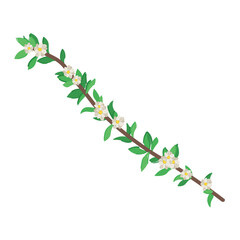 Beautiful spring tree branch with flowers on white background