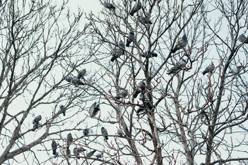 ağaçta güvercinler