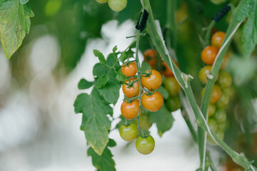 Cherry tomatoes in the greenhouse
