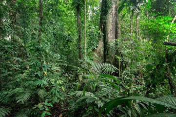 Interior de la selva tropical lluviosa en montes azules Chiapas con un ejemplar de enormes especies...