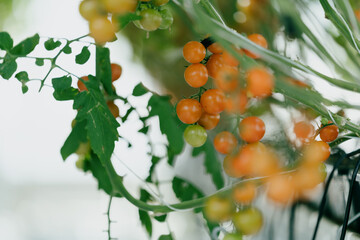 Cherry tomatoes in the greenhouse