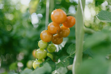 Cherry tomatoes in the greenhouse