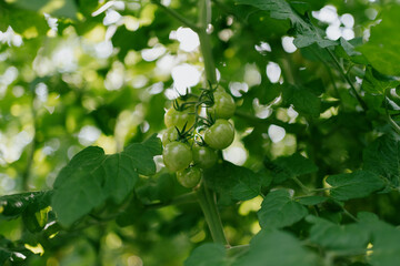Fototapeta premium Cherry tomatoes in the greenhouse
