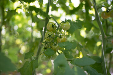 Cherry tomatoes in the greenhouse