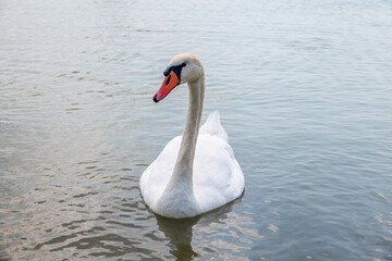 Obraz premium Graceful white Swan swimming in the lake, swans in the wild. Portrait of a white swan swimming on a lake.