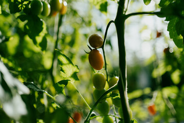 Cherry tomatoes in the greenhouse
