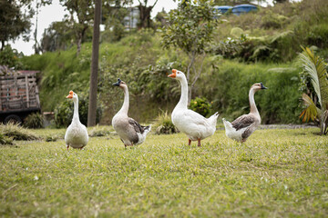 group of geese standing for portrait
