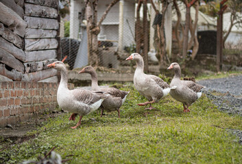 group of free geese walking