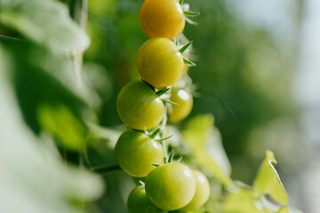 Cherry tomatoes in the greenhouse