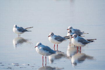 Flock of Seagulls, The European herring gull, swims on the calm lake shore