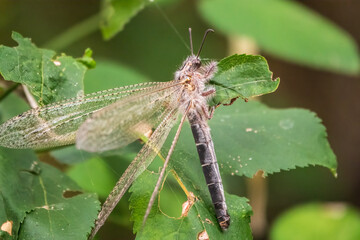 Distoleon tetragrammicus, a species of antlion in the neuropteran family Myrmeleontidae.
