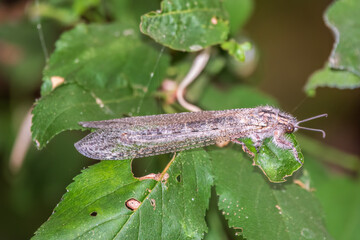Fototapeta premium Distoleon tetragrammicus, a species of antlion in the neuropteran family Myrmeleontidae.