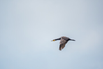 Black Cormorant flying in blue sky. The great cormorant, Phalacrocorax carbo