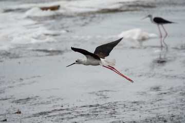 Water bird black-winged stilt flying in the blue sky.