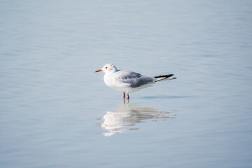 One Seagull, The European herring gull, swims on the calm lake shore in sunset