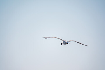 The European herring gull, Larus argentatus, flying in the clear blue sky.