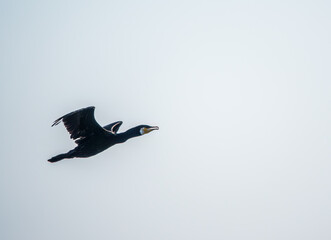 Black Cormorant flying in blue sky. The great cormorant, Phalacrocorax carbo