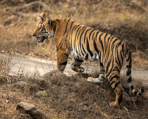 Fototapeta na wymiar Langdi, the Bengal Tiger spotted in Pench National Park, india
