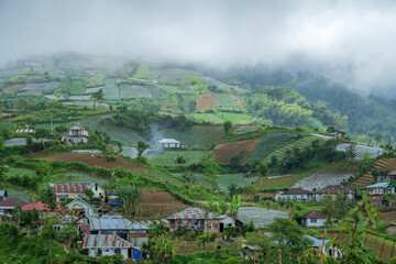 Fototapeta premium terraced vegetable garden on the hill