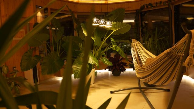 Lushly growing potted houseplants and relaxing evening ambience of indoor jungle. Beautiful exotic flowers with bold greenery thriving at home. Gorgeous plants illuminated by elegant ceiling lights.