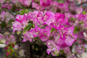 fresh flowers in the garden