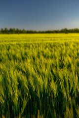 Green spikelets of wheat scatter with a blurred background