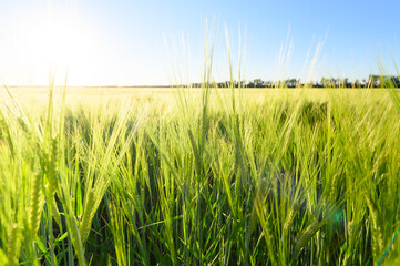 Green spikelets of wheat scatter with a blurred background