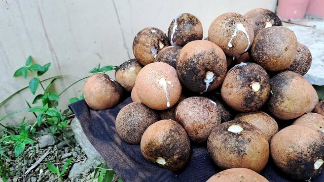 Hand stacking fresh raw sapodilla fruits oozing out milky white latex. 4K footage