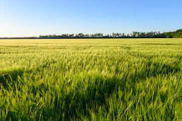 Green spikelets of wheat scatter with a blurred background