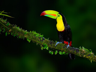 Keel-billed Toucan portrait on mossy stick against dark green background