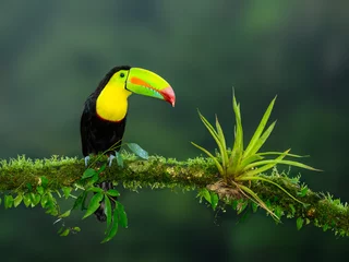 Poster Keel-billed Toucan portrait on mossy stick against dark green background © FotoRequest