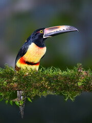 Collared Aracari portrait on mossy stick against dark green background