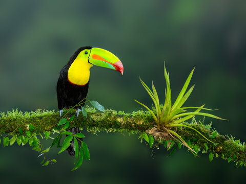 Keel-billed Toucan portrait on mossy stick against dark green background