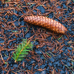 Pine cone and pine needles close up on black asphalt wet ground.