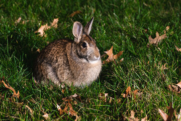 Eastern cottontail (Sylvilagus floridanus) on grassy lawn during nighttime with orange leaves.