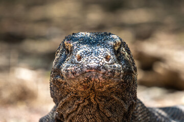 Face of Komodo Dragon on Komodo Island