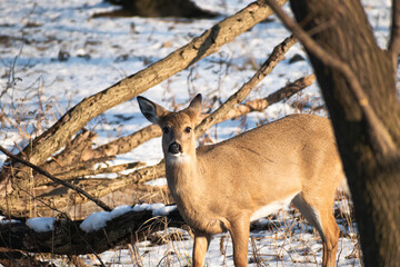 White-tailed deer (Odocoileus virginianus) prancing through snowy forest on cold afternoon.