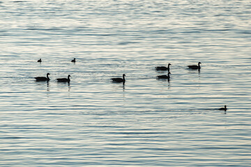 Canada goose and mergansers swimming in cold lake together.