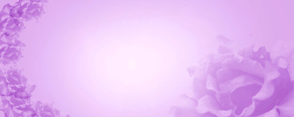 Dreamy purple gradient background with roses flowers merging in a pastel colored flower...