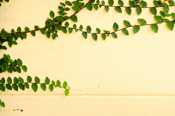 Yellow walls of the leaves for background