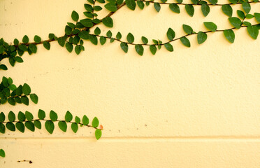 Yellow walls of the leaves for background